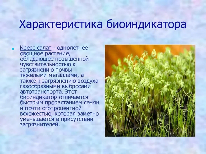 Характеристика биоиндикатора Кресс-салат - однолетнее овощное растение, обладающее повышенной чувствительностью к загрязнению почвы