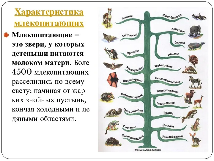 Характеристика млекопитающих Мле­ко­пи­та­ю­щие – это звери, у ко­то­рых де­те­ны­ши пи­та­ют­ся