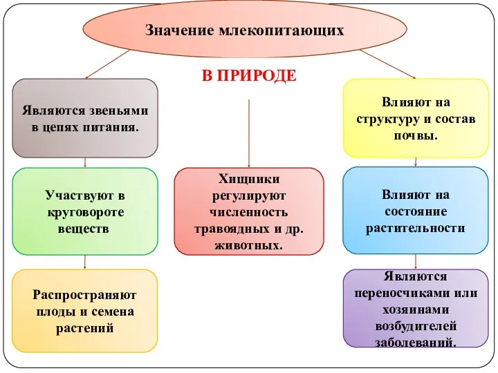 Значение млекопитающих Являются звеньями в цепях питания. Участвуют в круговороте