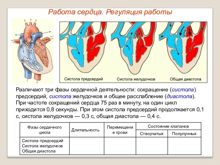 Работа сердца. Регуляция работы Различают три фазы сердечной деятельности: сокращение