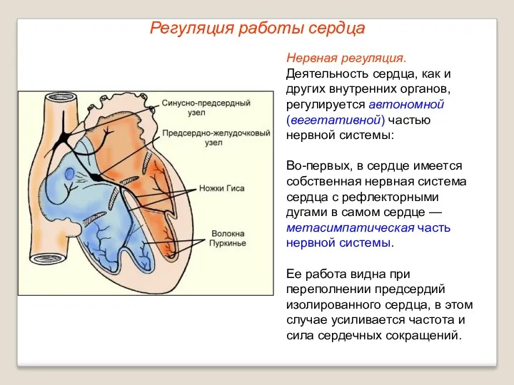 Регуляция работы сердца Нервная регуляция. Деятельность сердца, как и других