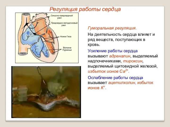 Регуляция работы сердца Гуморальная регуляция. На деятельность сердца влияет и