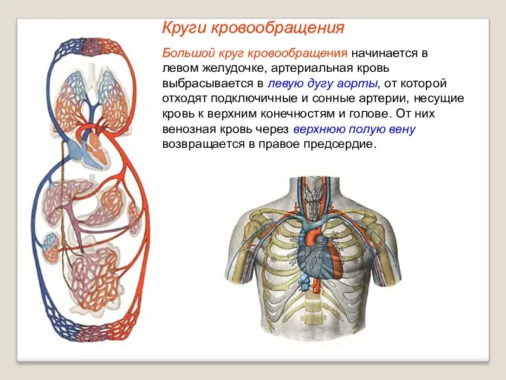 Круги кровообращения Большой круг кровообращения начинается в левом желудочке, артериальная