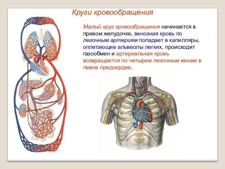 Круги кровообращения Малый круг кровообращения начинается в правом желудочке, венозная