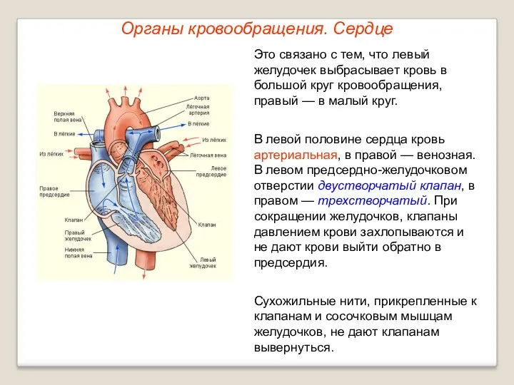 Органы кровообращения. Сердце Это связано с тем, что левый желудочек