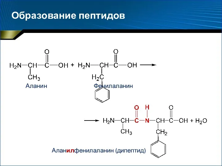 Образование пептидов Аланилфенилаланин (дипептид) Аланин Фенилаланин