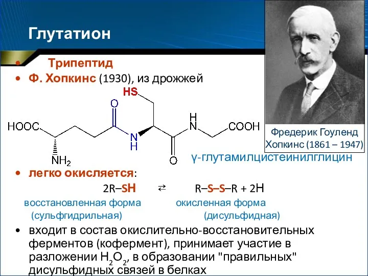 Глутатион Трипептид Ф. Хопкинс (1930), из дрожжей γ-глутамилцистеинилглицин легко окисляется: 2R–SН ⇄ R–S–S–R