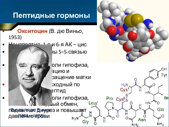 Пептидные гормоны Окситоцин (В. дю Виньо, 1953) Нонапептид, 1-я и 6-я АК –