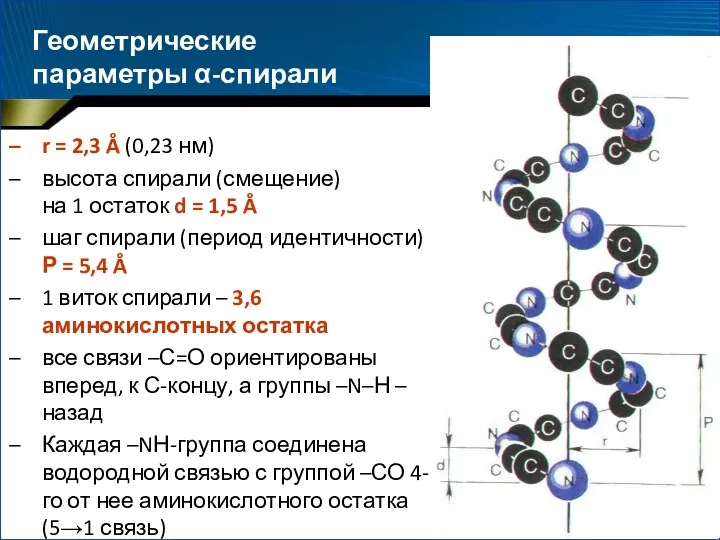 Геометрические параметры α-спирали r = 2,3 Å (0,23 нм) высота