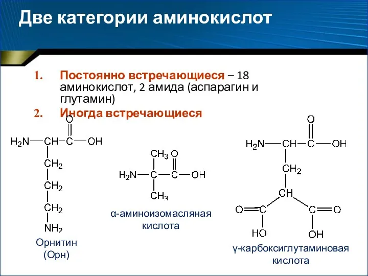 Две категории аминокислот Постоянно встречающиеся – 18 аминокислот, 2 амида (аспарагин и глутамин)