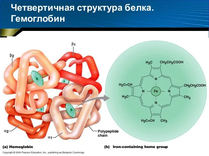Четвертичная структура белка. Гемоглобин