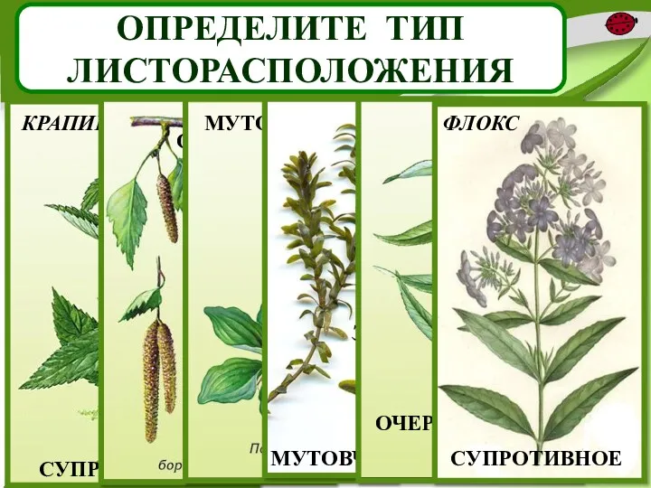 ОПРЕДЕЛИТЕ ТИП ЛИСТОРАСПОЛОЖЕНИЯ СУПРОТИВНОЕ ОЧЕРЁДНОЕ МУТОВЧАТОЕ МУТОВЧАТОЕ ОЧЕРЁДНОЕ СУПРОТИВНОЕ