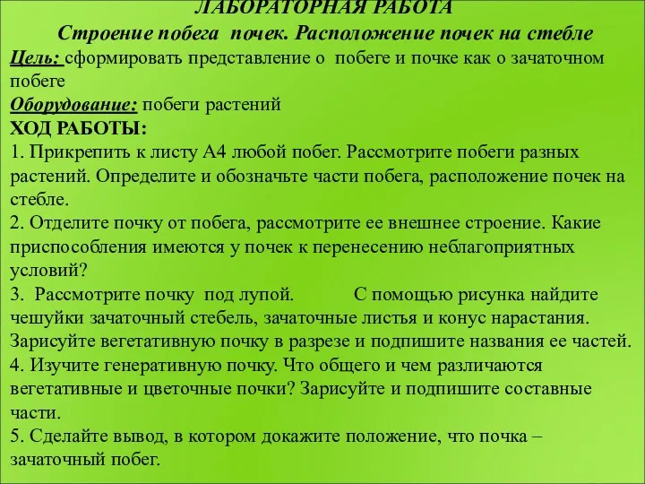 ЛАБОРАТОРНАЯ РАБОТА Строение побега почек. Расположение почек на стебле Цель: