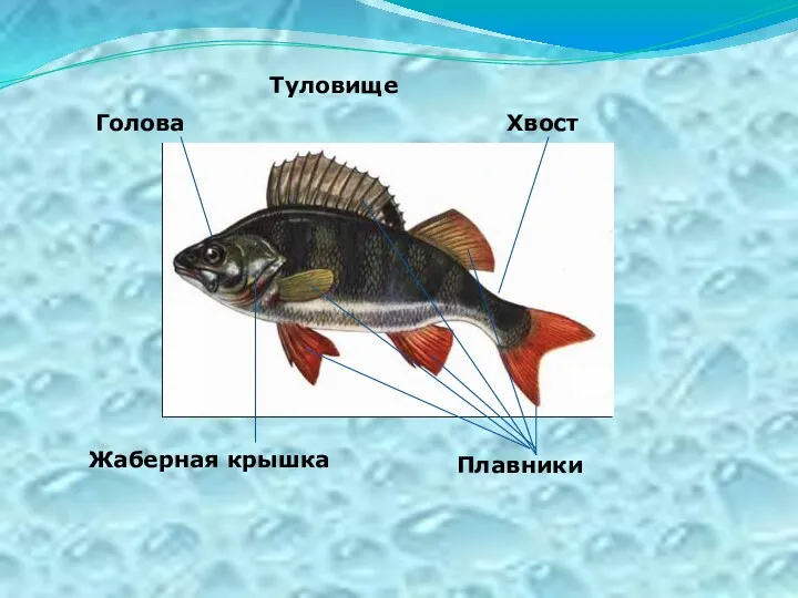 Туловище Голова Жаберная крышка Хвост Плавники