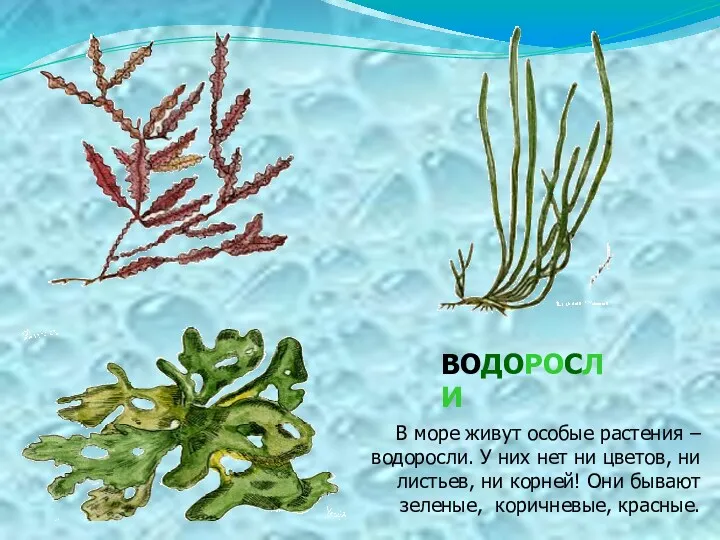 ВОДОРОСЛИ В море живут особые растения – водоросли. У них