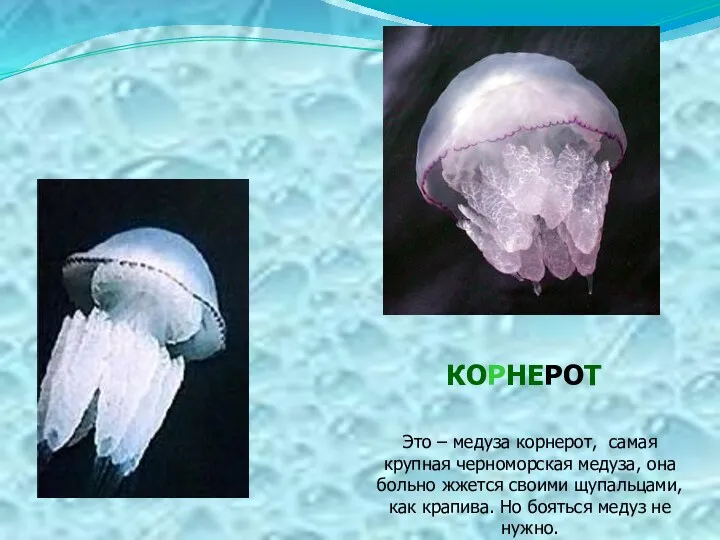 Это – медуза корнерот, самая крупная черноморская медуза, она больно
