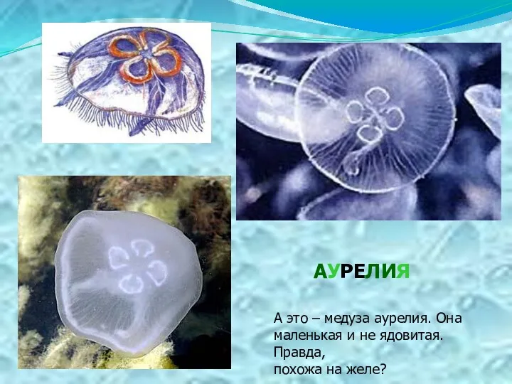 А это – медуза аурелия. Она маленькая и не ядовитая. Правда, похожа на желе? АУРЕЛИЯ
