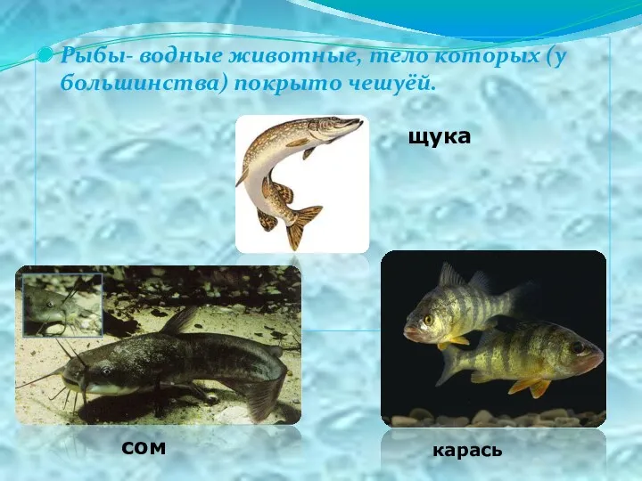 Рыбы- водные животные, тело которых (у большинства) покрыто чешуёй. щука сом карась