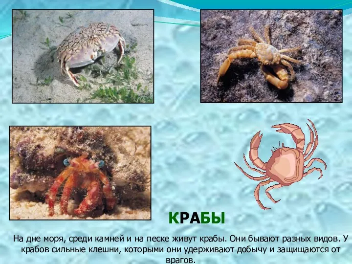 На дне моря, среди камней и на песке живут крабы.