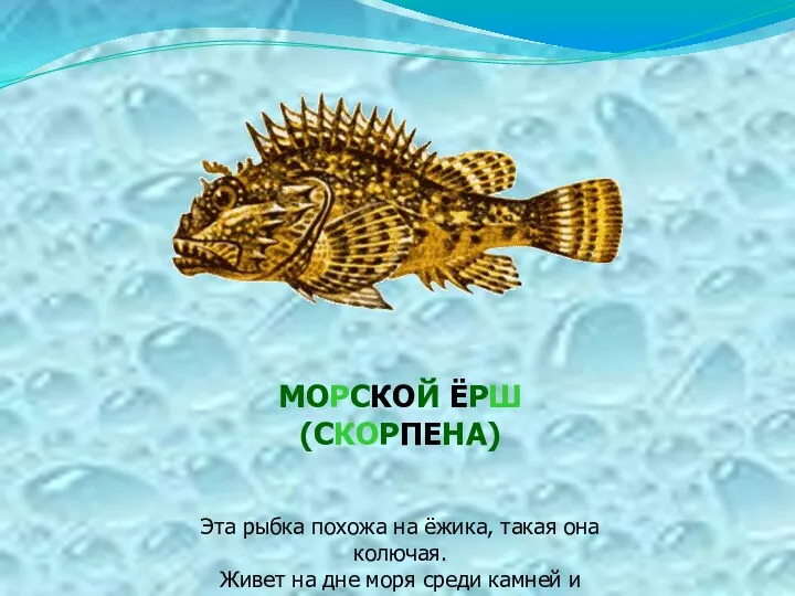 МОРСКОЙ ЁРШ (СКОРПЕНА) Эта рыбка похожа на ёжика, такая она