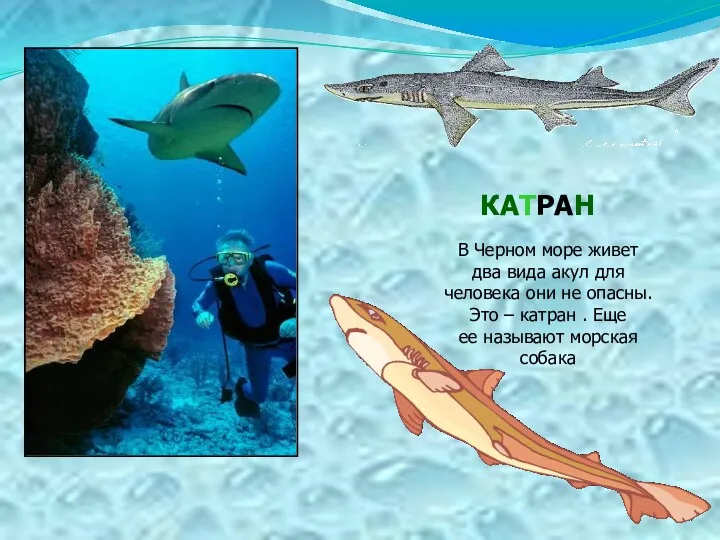 КАТРАН В Черном море живет два вида акул для человека