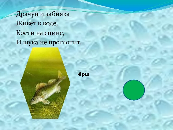 Драчун и забияка Живёт в воде, Кости на спине, И щука не проглотит. ёрш