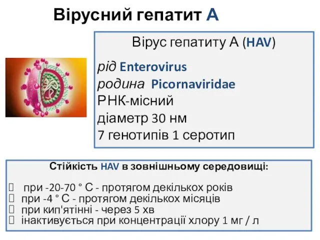 Вірусний гепатит А Вірус гепатиту А (HAV) рід Enterovirus родина