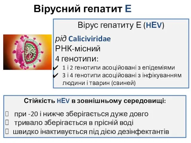 Вірусний гепатит Е Вірус гепатиту Е (HЕV) рід Caliciviridae РНК-місний