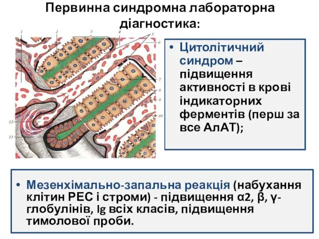 Первинна синдромна лабораторна діагностика: Цитолітичний синдром – підвищення активності в