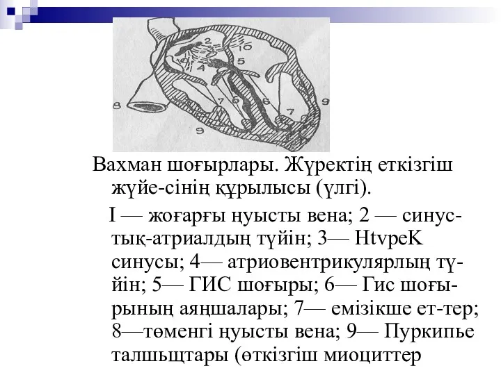 Вахман шоғырлары. Жүректің еткізгіш жүйе-сінің құрылысы (үлгі). I — жоғарғы