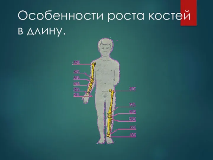 Особенности роста костей в длину.