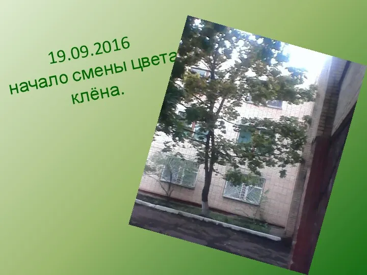 19.09.2016 начало смены цвета клёна.