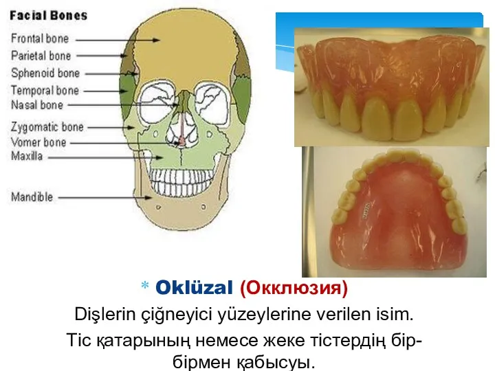 Oklüzal (Окклюзия) Dişlerin çiğneyici yüzeylerine verilen isim. Tіс қатарының немесе жеке тістердің бір-бірмен қабысуы.