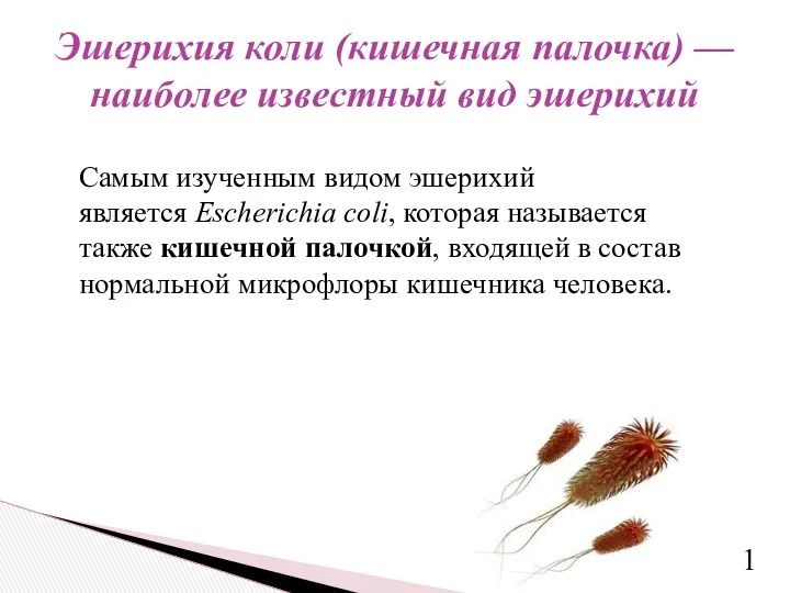 Самым изученным видом эшерихий является Escherichia coli, которая называется также