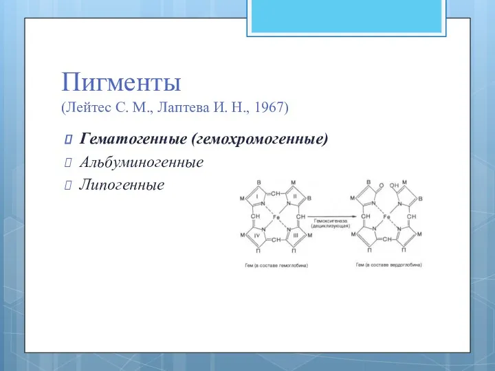 Пигменты (Лейтес С. М., Лаптева И. Н., 1967) Гематогенные (гемохромогенные) Альбуминогенные Липогенные