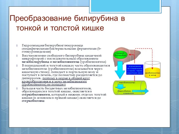 Преобразование билирубина в тонкой и толстой кишке Гидролизация билирубинглюкуронида специфическими