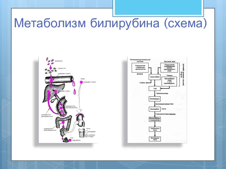 Метаболизм билирубина (схема)