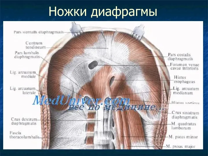 Ножки диафрагмы