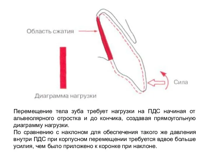 Перемещение тела зуба требует нагрузки на ПДС начиная от альвеолярного