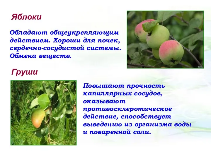Яблоки Обладают общеукрепляющим действием. Хороши для почек, сердечно-сосудистой системы. Обмена веществ. Груши Повышают