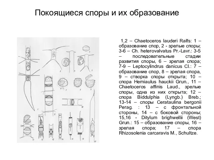 Покоящиеся споры и их образование 1,2 – Chaetoceros lauderi Ralfs: