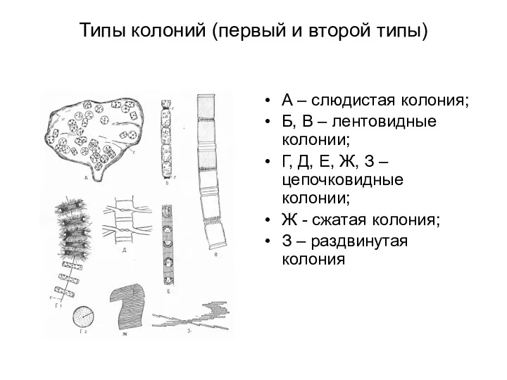 Типы колоний (первый и второй типы) А – слюдистая колония;