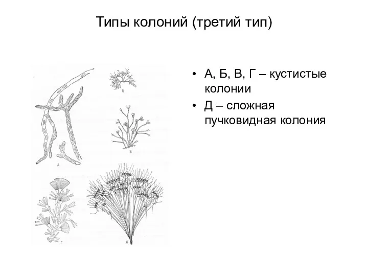 Типы колоний (третий тип) А, Б, В, Г – кустистые колонии Д – сложная пучковидная колония