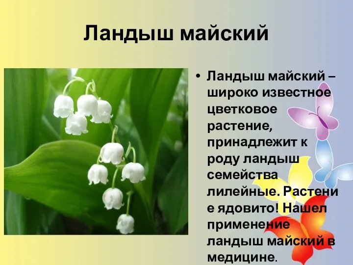 Ландыш майский Ландыш майский – широко известное цветковое растение, принадлежит
