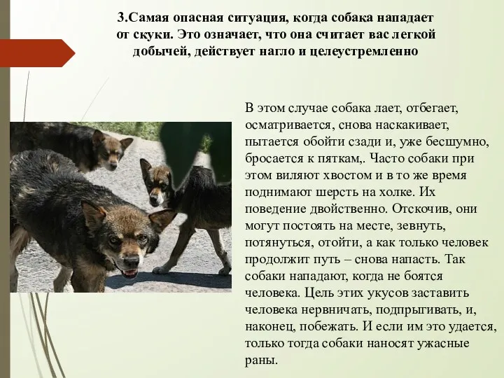 В этом случае собака лает, отбегает, осматривается, снова наскакивает, пытается