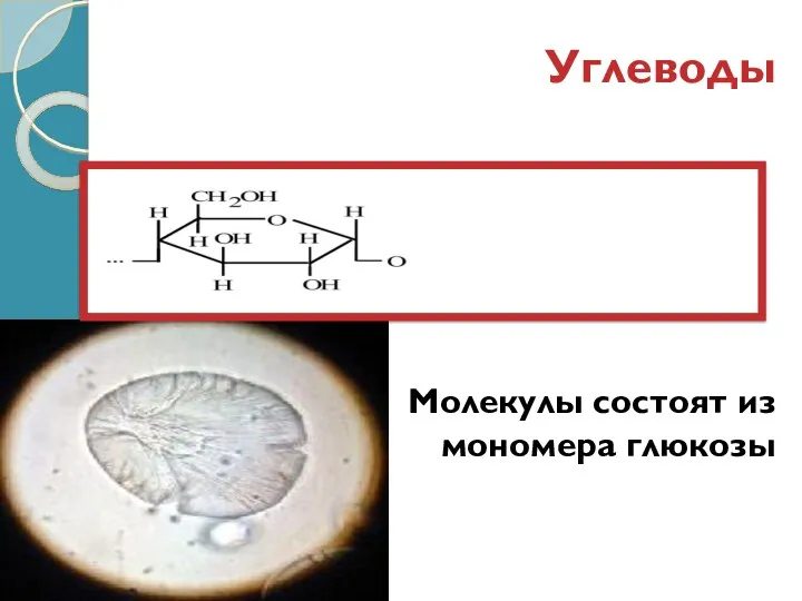 Углеводы Молекулы состоят из мономера глюкозы