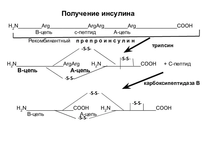 Получение инсулина H2N________Arg_____________ArgArg________Arg______________COOH В-цепь с-пептид А-цепь H2N________________ArgArg H2N _____________COOH +