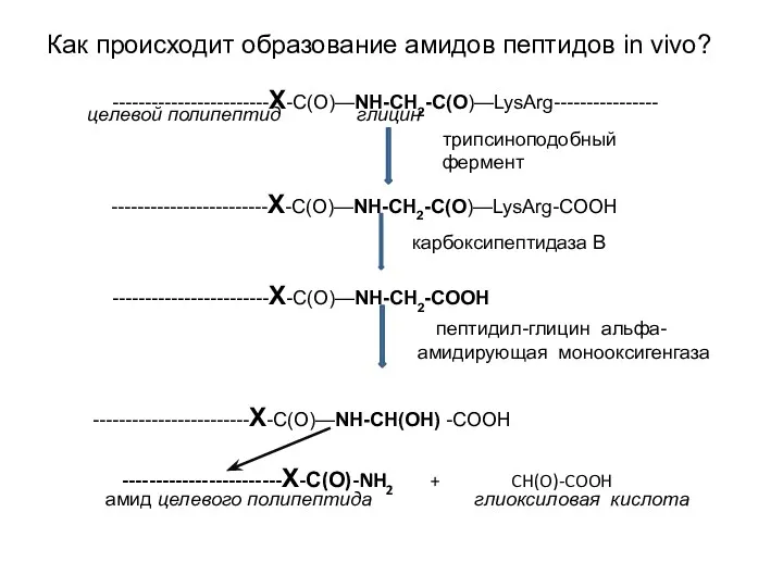 Как происходит образование амидов пептидов in vivo? ------------------------Х-С(О)—NH-CH2-C(O)—LysArg---------------- целевой полипептид глицин трипсиноподобный фермент