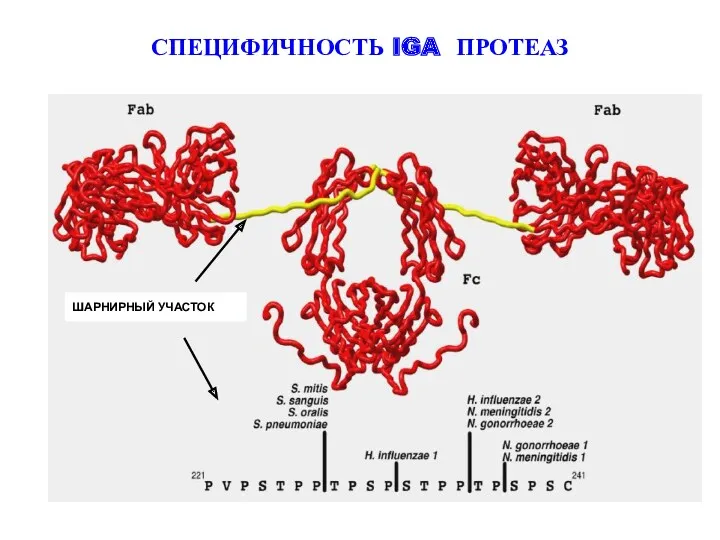 СПЕЦИФИЧНОСТЬ IGA ПРОТЕАЗ ШАРНИРНЫЙ УЧАСТОК