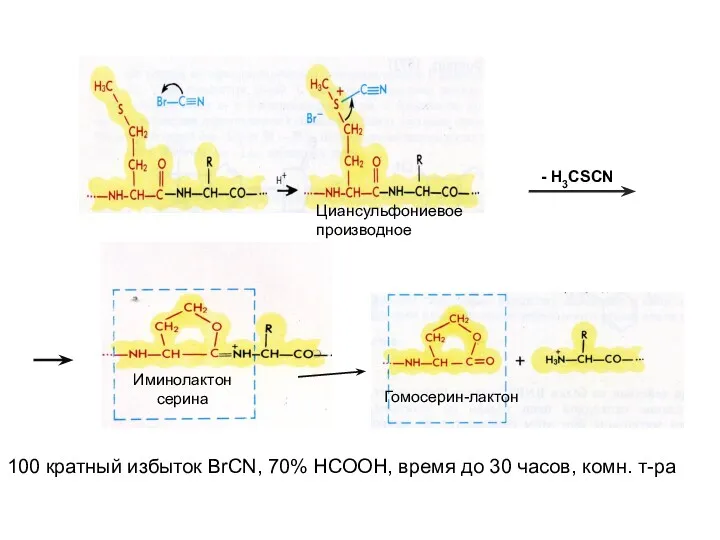 Циансульфониевое производное - H3CSCN Иминолактон серина Гомосерин-лактон 100 кратный избыток BrCN, 70% НСООН,